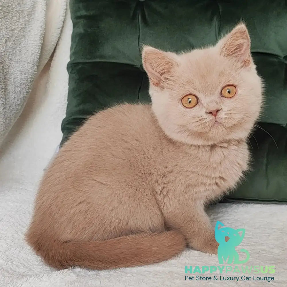 Ukki British Shorthair male fawn - live animals