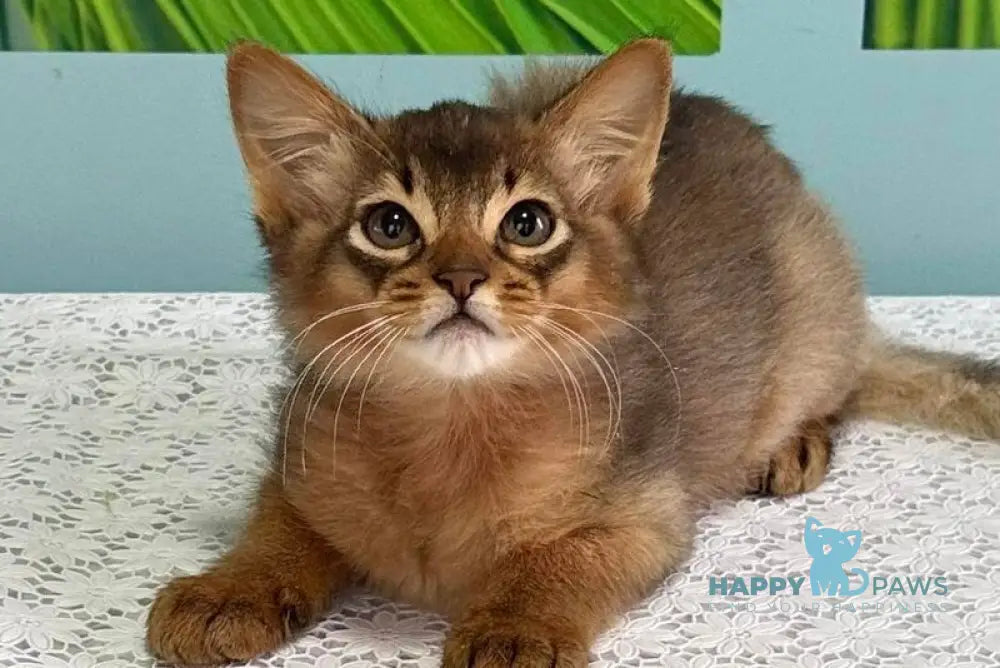 Ukrop Somali male ruddy live animals