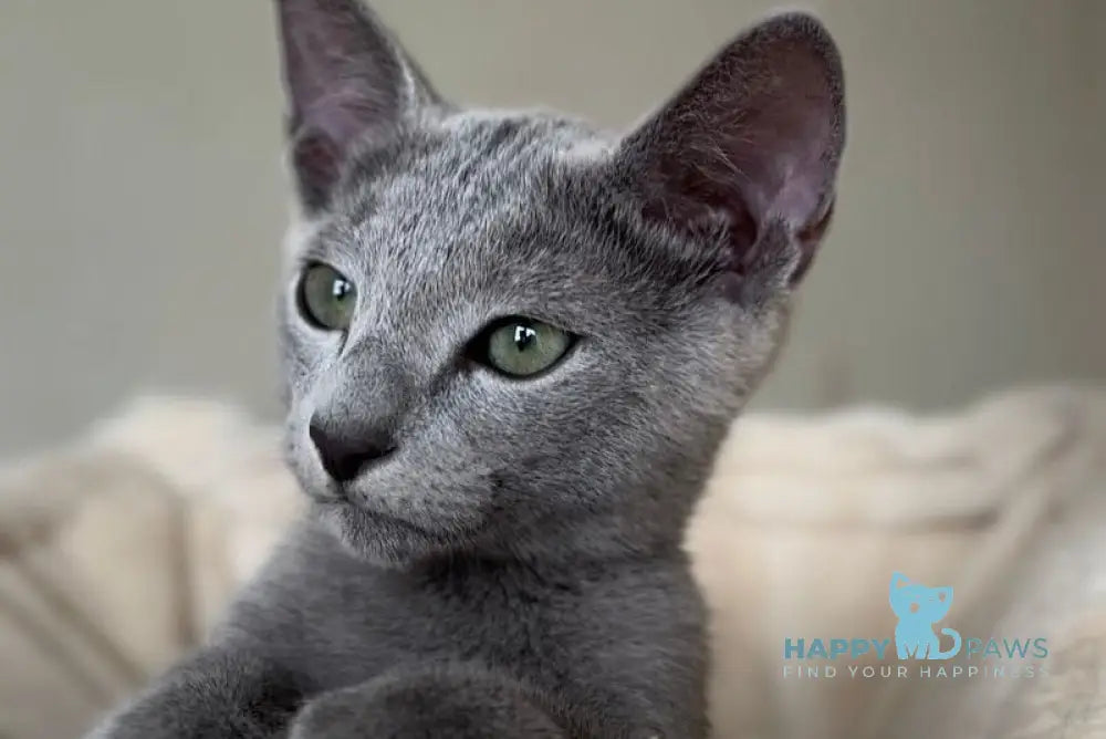Ukulas Russian Blue male blue live animals