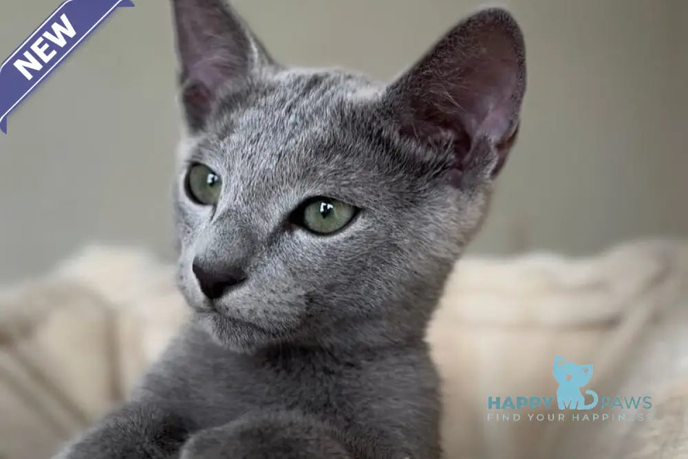 Ukulas Russian Blue male blue live animals