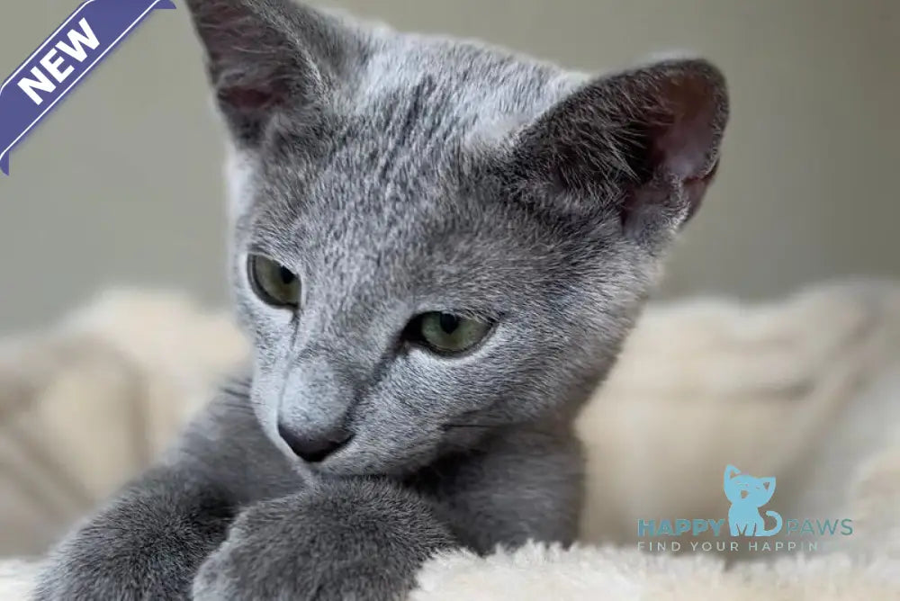 Ukulas Russian Blue male blue live animals