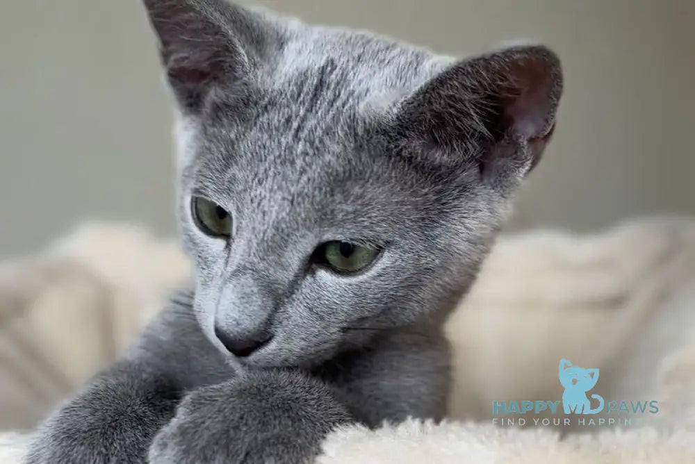 Ukulas Russian Blue male blue live animals