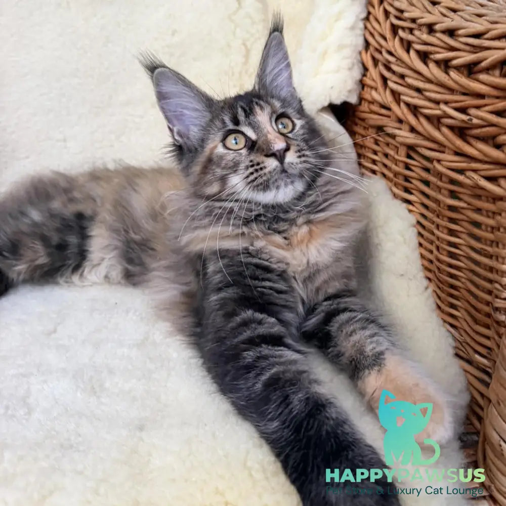 Ula Maine Coon female black tortie with white - live animals