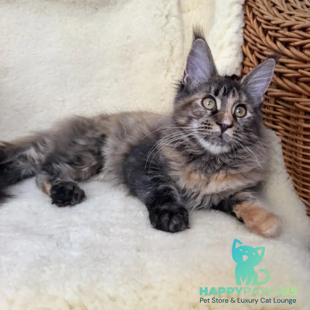 Ula Maine Coon female black tortie with white - live animals