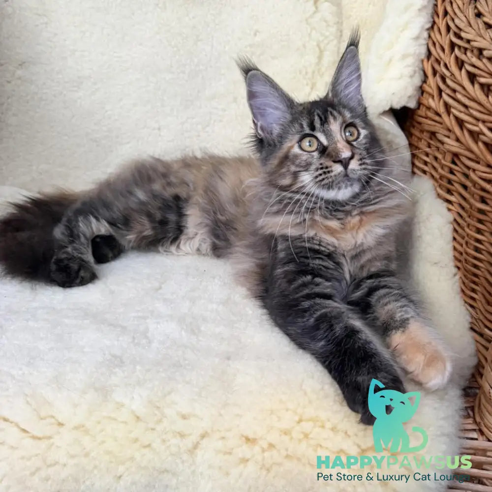 Ula Maine Coon female black tortie with white - live animals