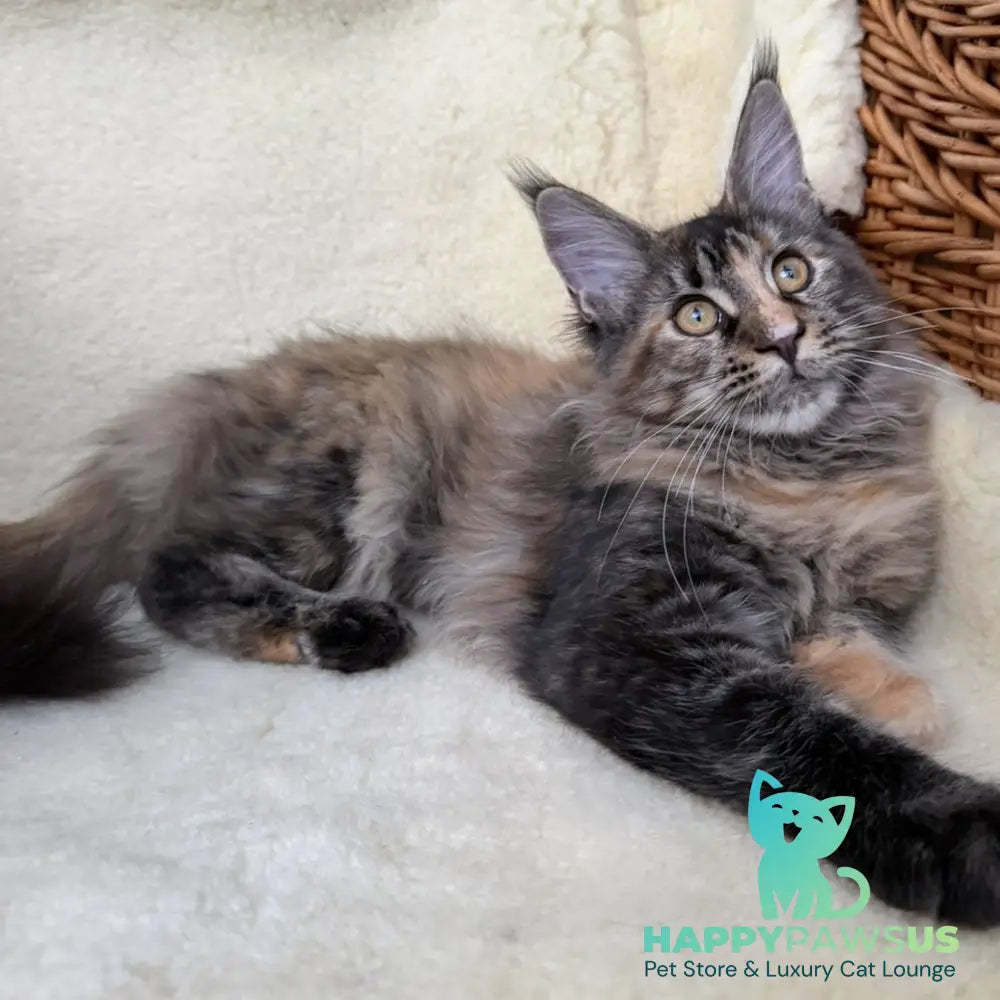 Ula Maine Coon female black tortie with white - live animals