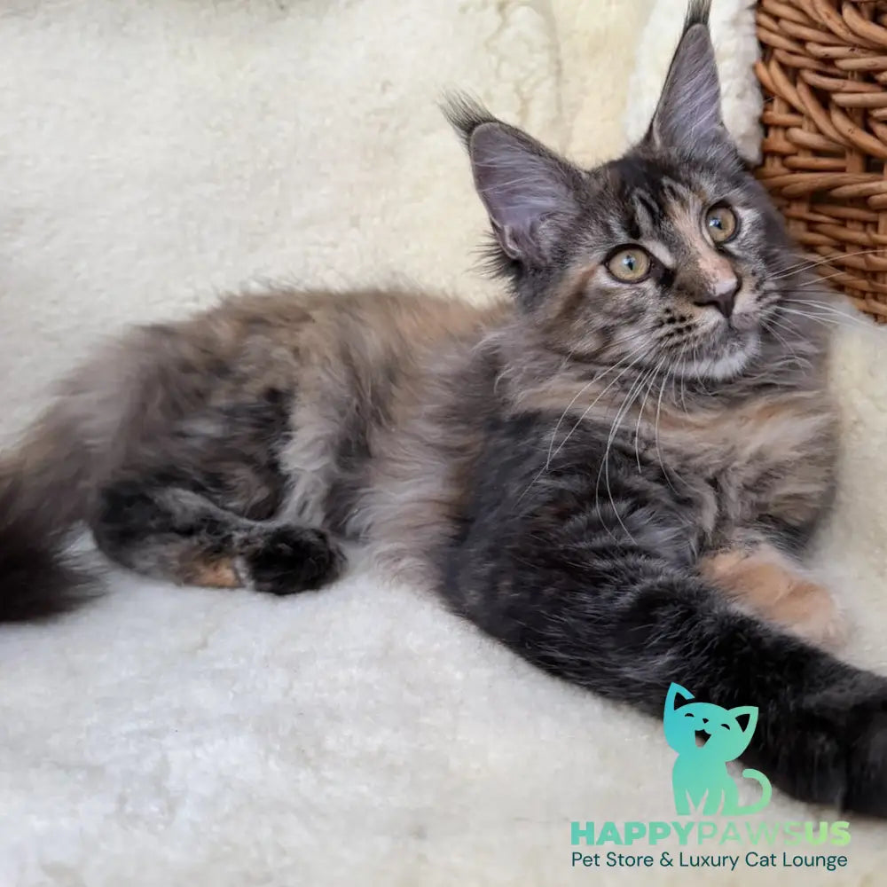 Ula Maine Coon female black tortie with white - live animals
