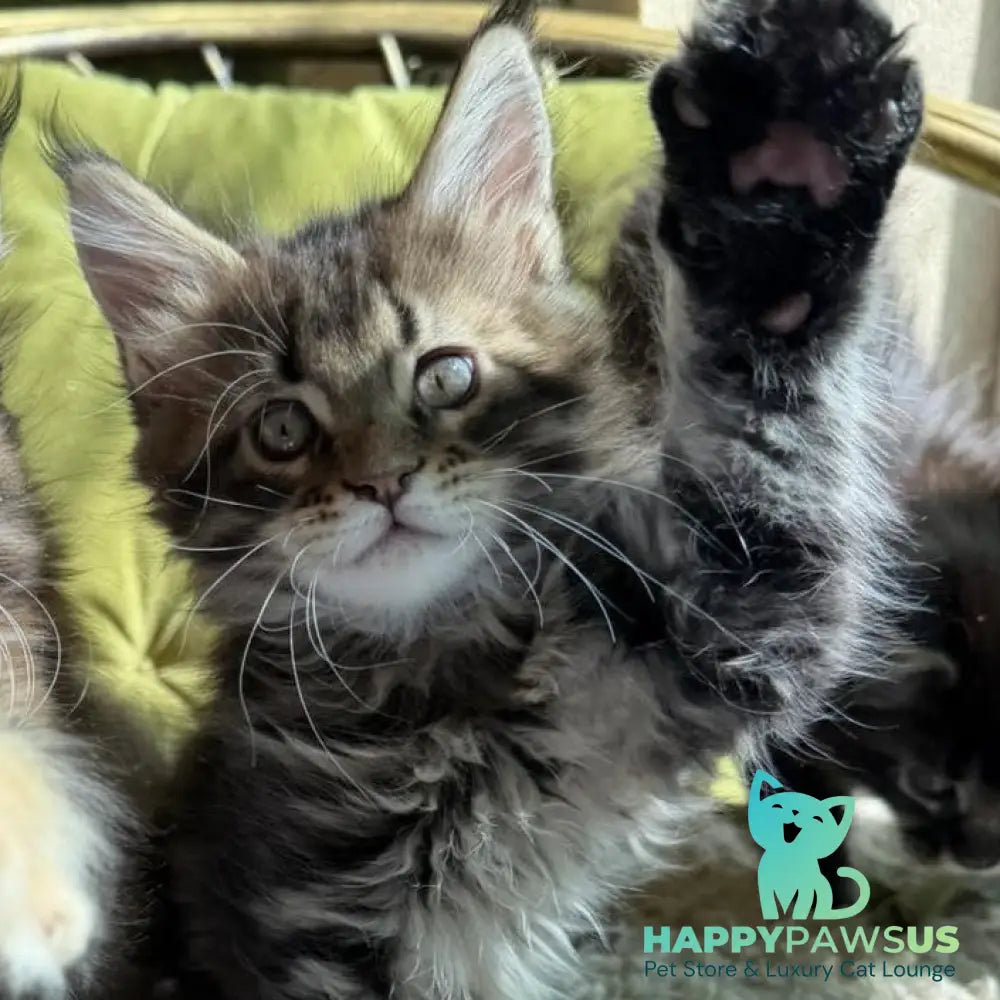 Ula Maine Coon female black tortie with white - live animals