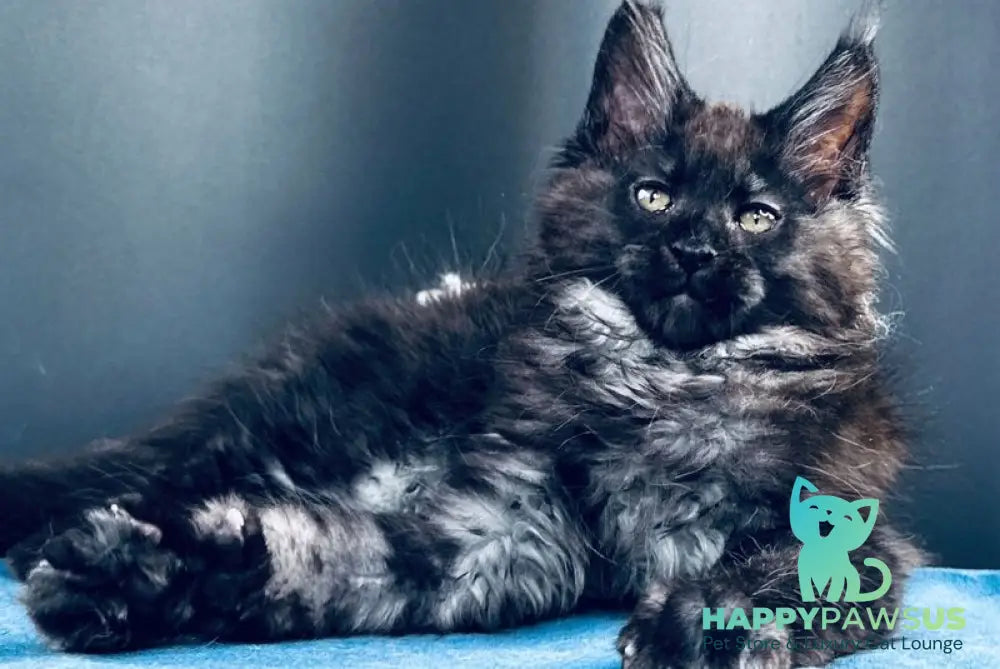 Ulan Mistwolf Maine Coon male black silver with white - live animals