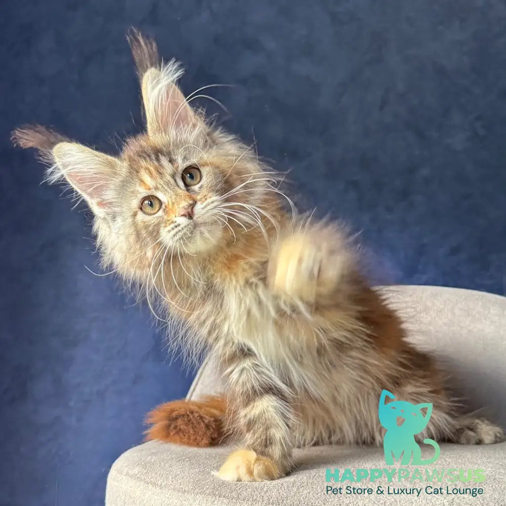 Ulani Maine Coon female black tortie tabby - live animals