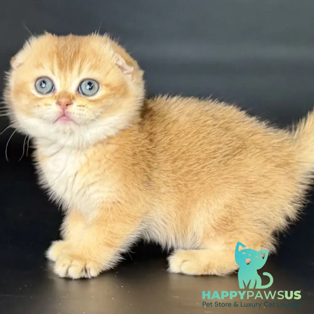 Ulani Scottish Fold female black golden chinchilla - live animals