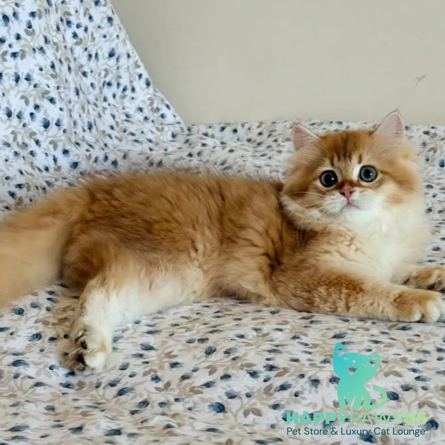 Ulesly British Longhair male chocolate golden chinchilla - live animals