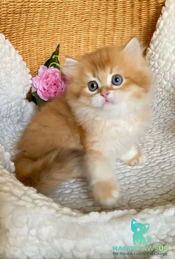 Ulesly British Longhair male chocolate golden chinchilla - live animals