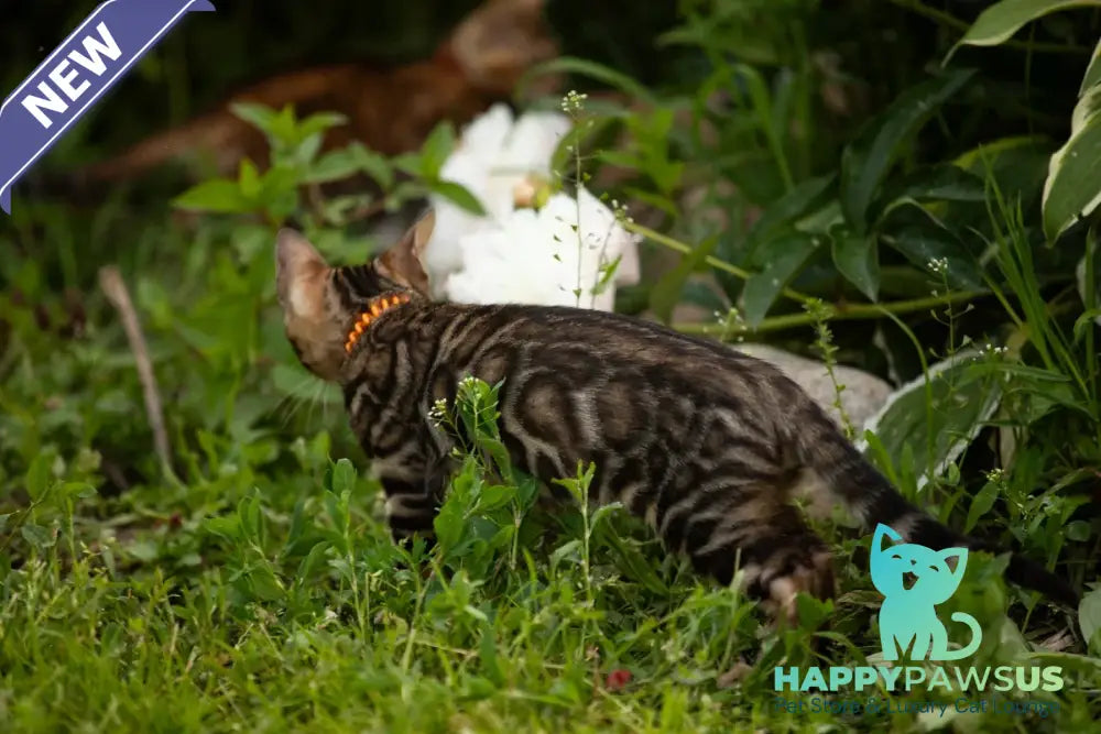 Ulf Bengal male black spotted tabby - live animals