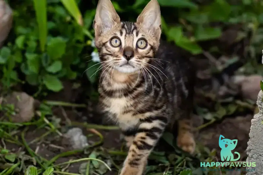 Ulf Bengal male black spotted tabby - live animals