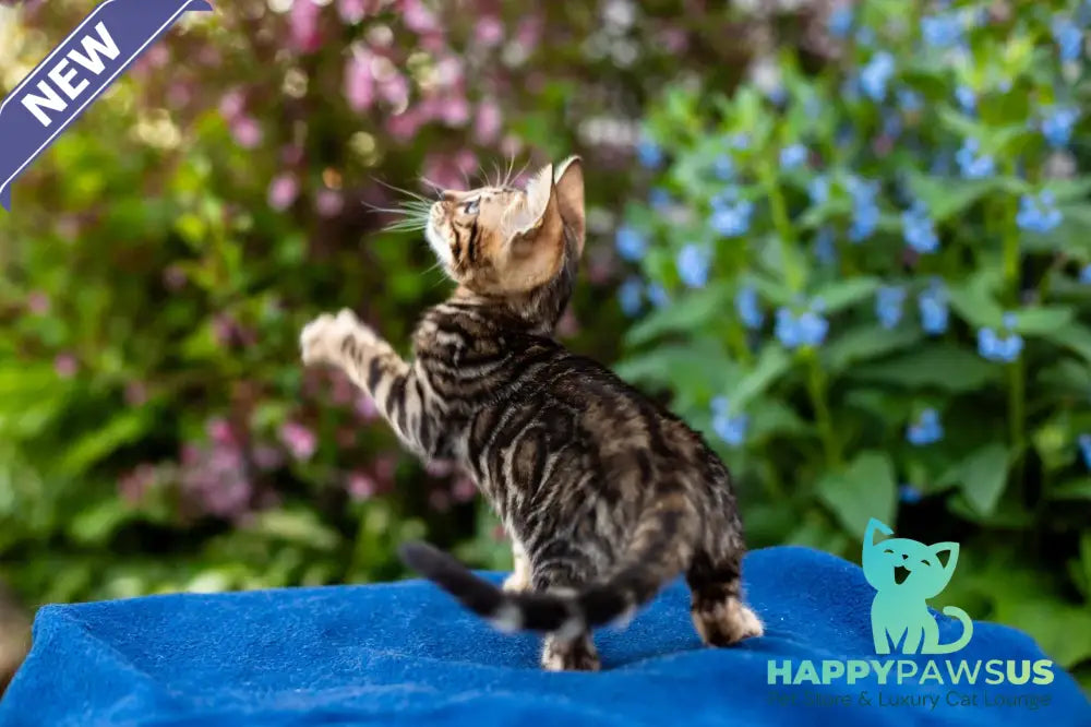 Ulf Bengal male black spotted tabby - live animals