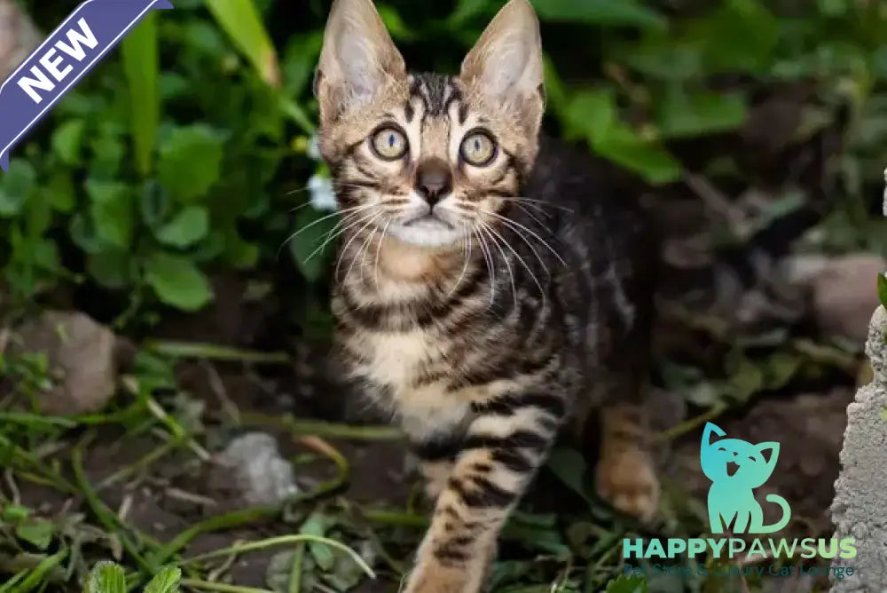 Ulf Bengal male black spotted tabby - live animals