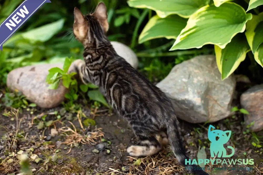 Ulf Bengal male black spotted tabby - live animals