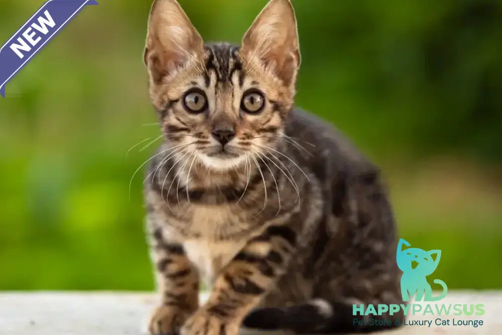 Ulf Bengal male black spotted tabby - live animals