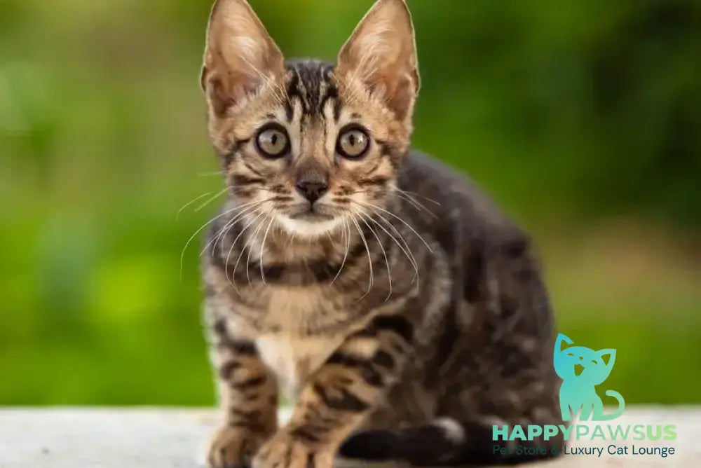 Ulf Bengal male black spotted tabby - live animals
