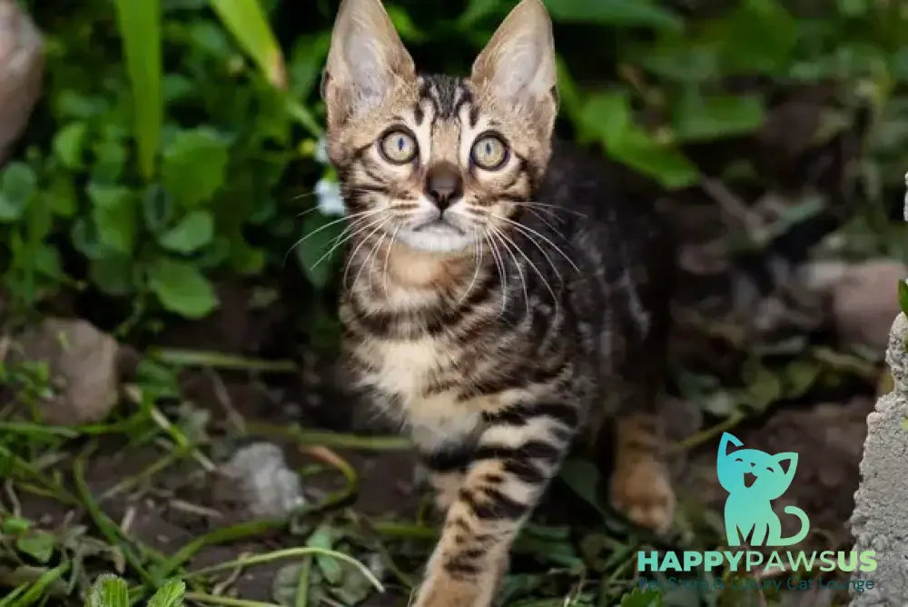 Ulf Bengal male black spotted tabby - live animals