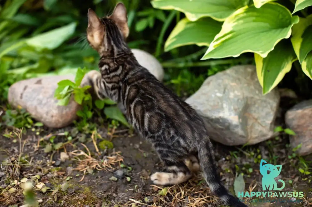 Ulf Bengal male black spotted tabby - live animals