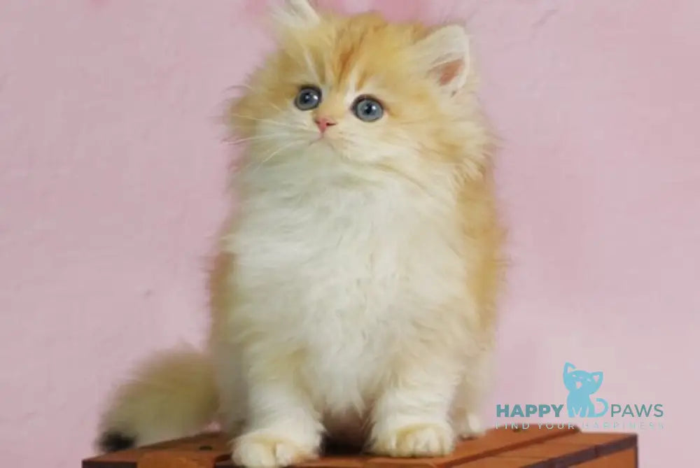 Ulf British Longhair male black golden shaded live animals