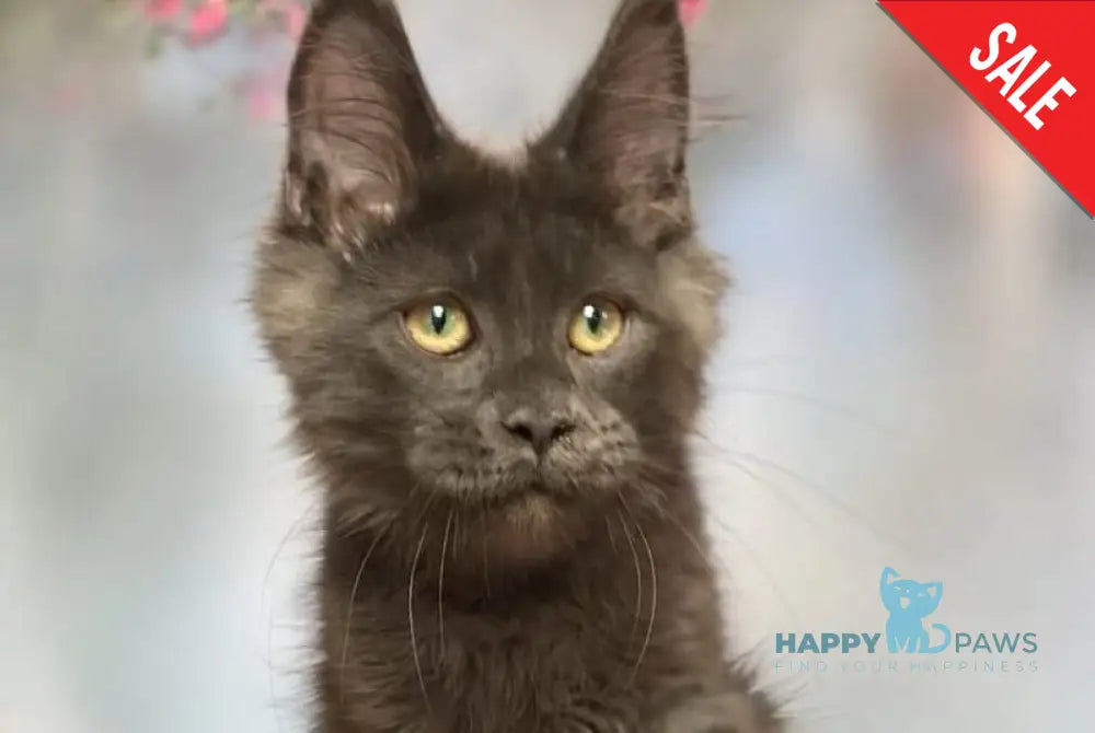 Ulf Maine Coon male blue silver - live animals