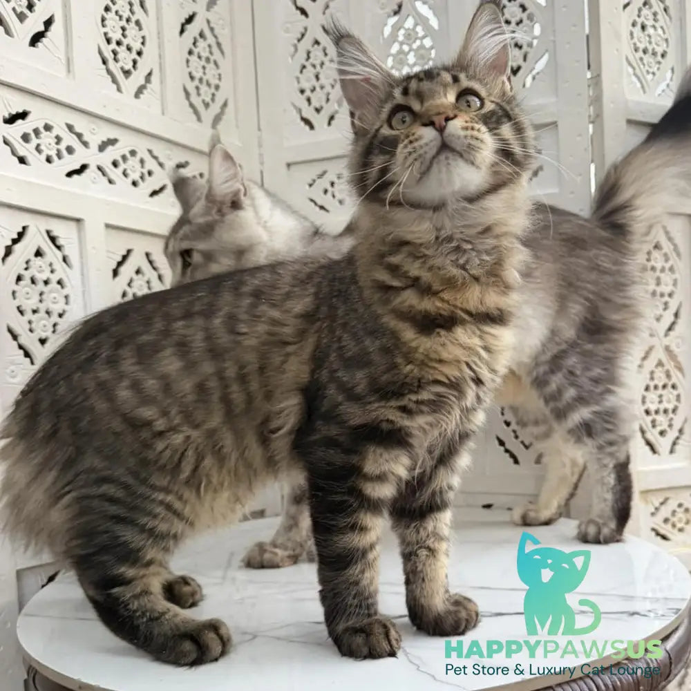 Ulfred Maine Coon male black spotted tabby - live animals