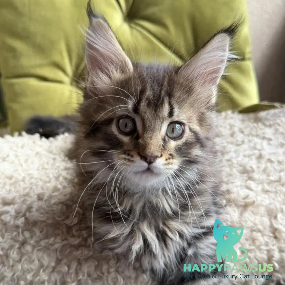 Ulfred Maine Coon male black tabby - live animals