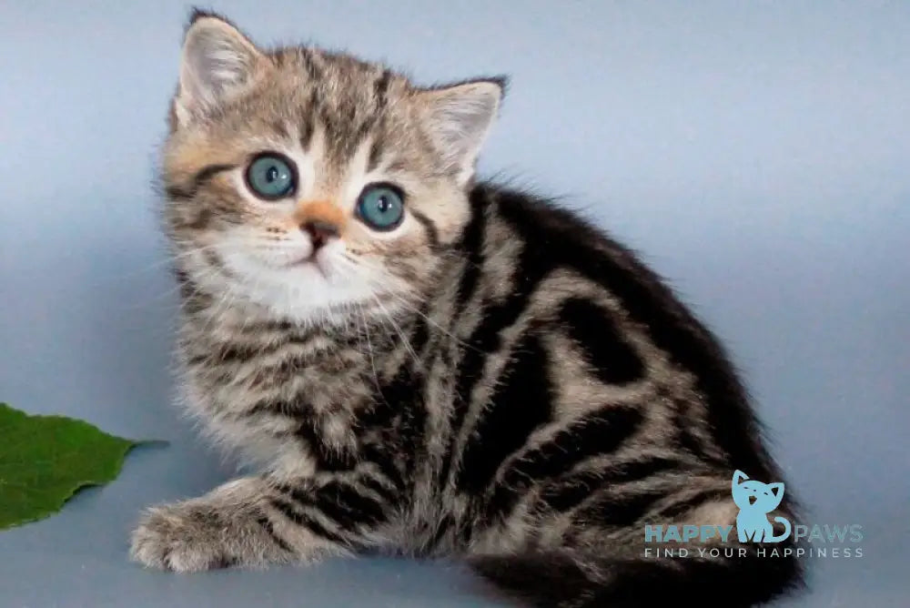 Ulia British Shorthair female black tabby live animals