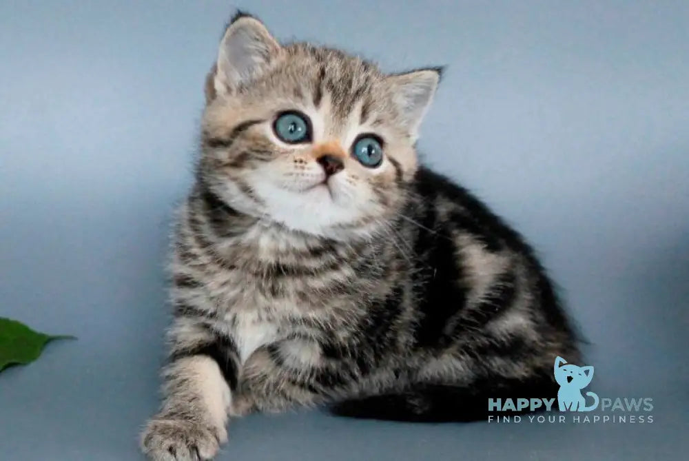 Ulia British Shorthair female black tabby live animals