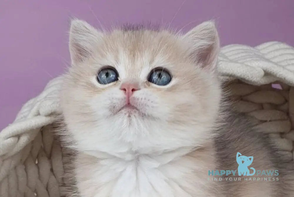 Ulia British Shorthair female blue golden chinchilla live animals