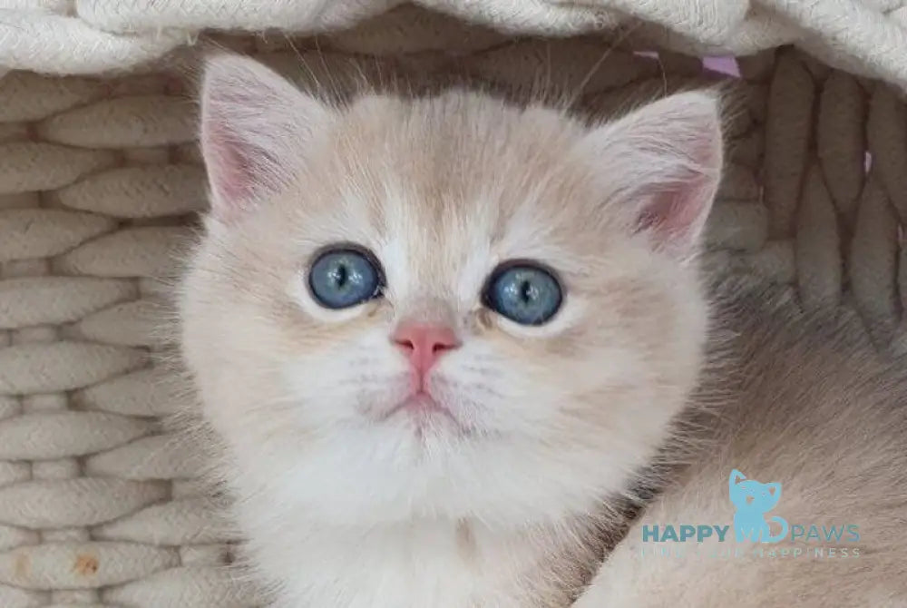 Ulia British Shorthair female blue golden chinchilla live animals