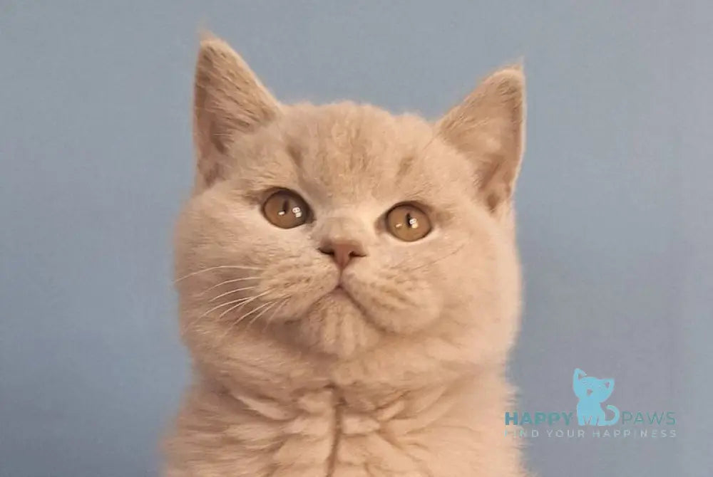 Ulian British Shorthair male lilac live animals