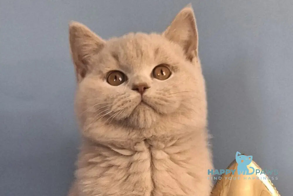 Ulian British Shorthair male lilac live animals