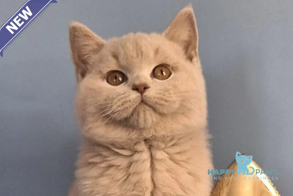 Ulian British Shorthair male lilac live animals