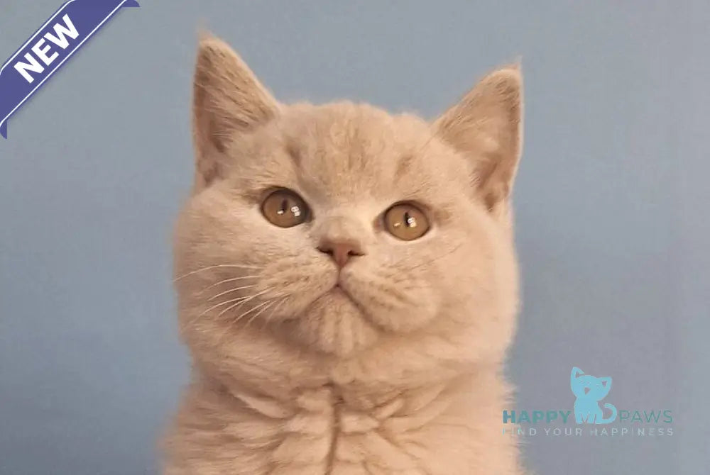 Ulian British Shorthair male lilac live animals