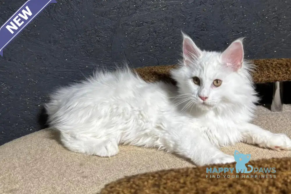 Ulian Maine Coon male white live animals