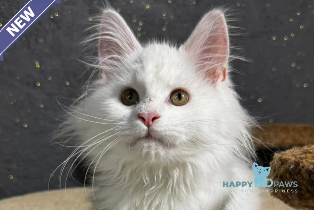 Uliana Maine Coon female white live animals