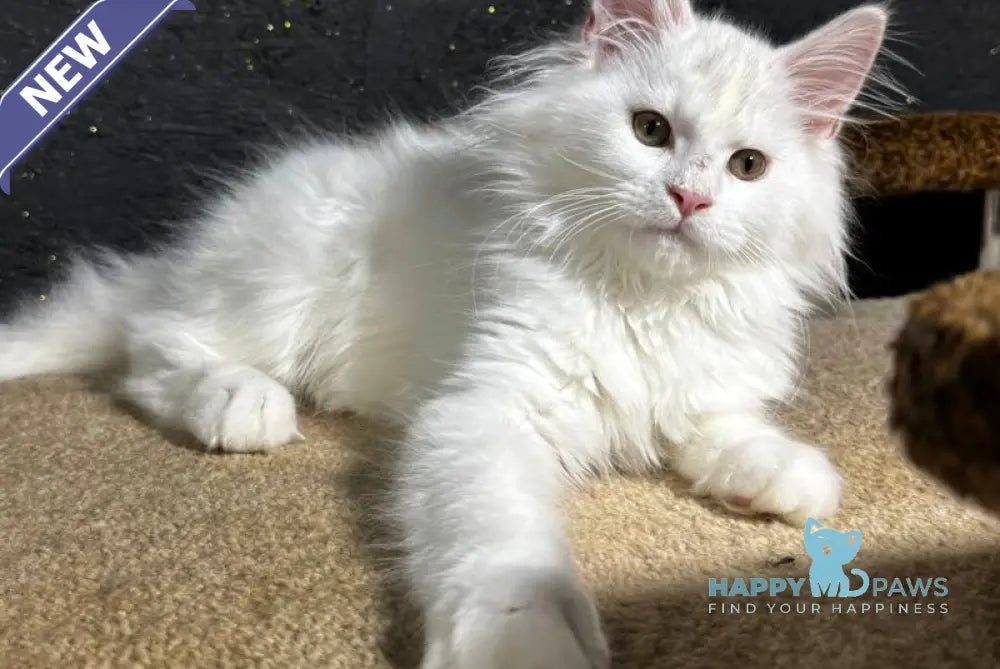 Uliana Maine Coon female white live animals