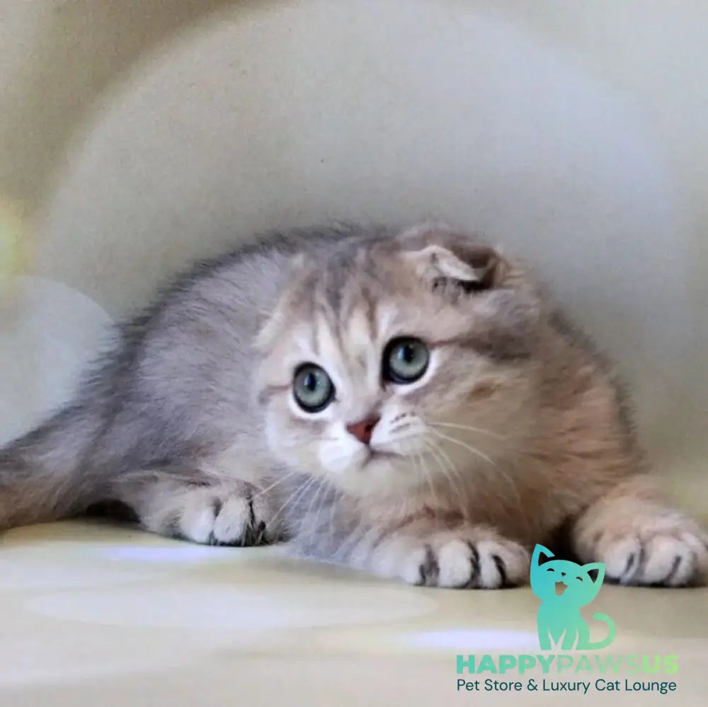 Uliana Scottish Fold female blue golden spotted tabby - live animals