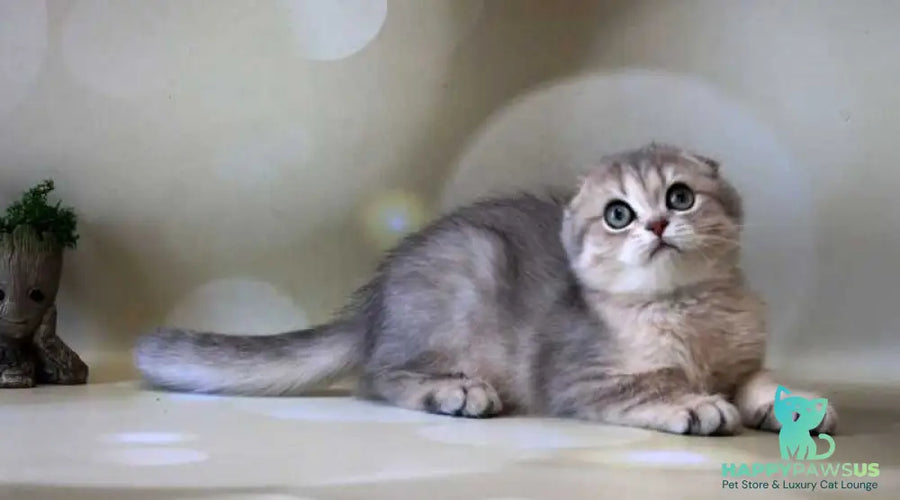 Uliana Scottish Fold female blue golden spotted tabby - live animals