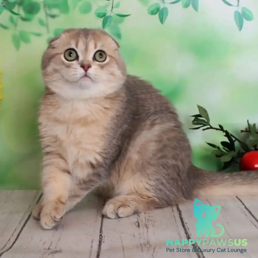 Uliana Scottish Fold female blue golden spotted tabby - live animals