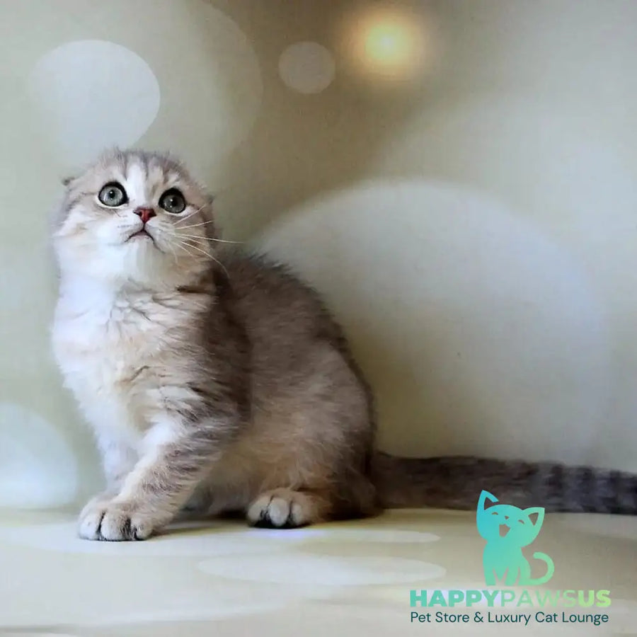 Uliana Scottish Fold female blue golden spotted tabby - live animals