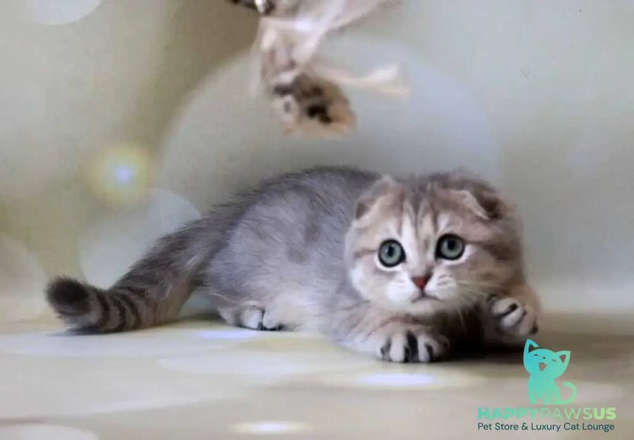 Uliana Scottish Fold female blue golden spotted tabby - live animals