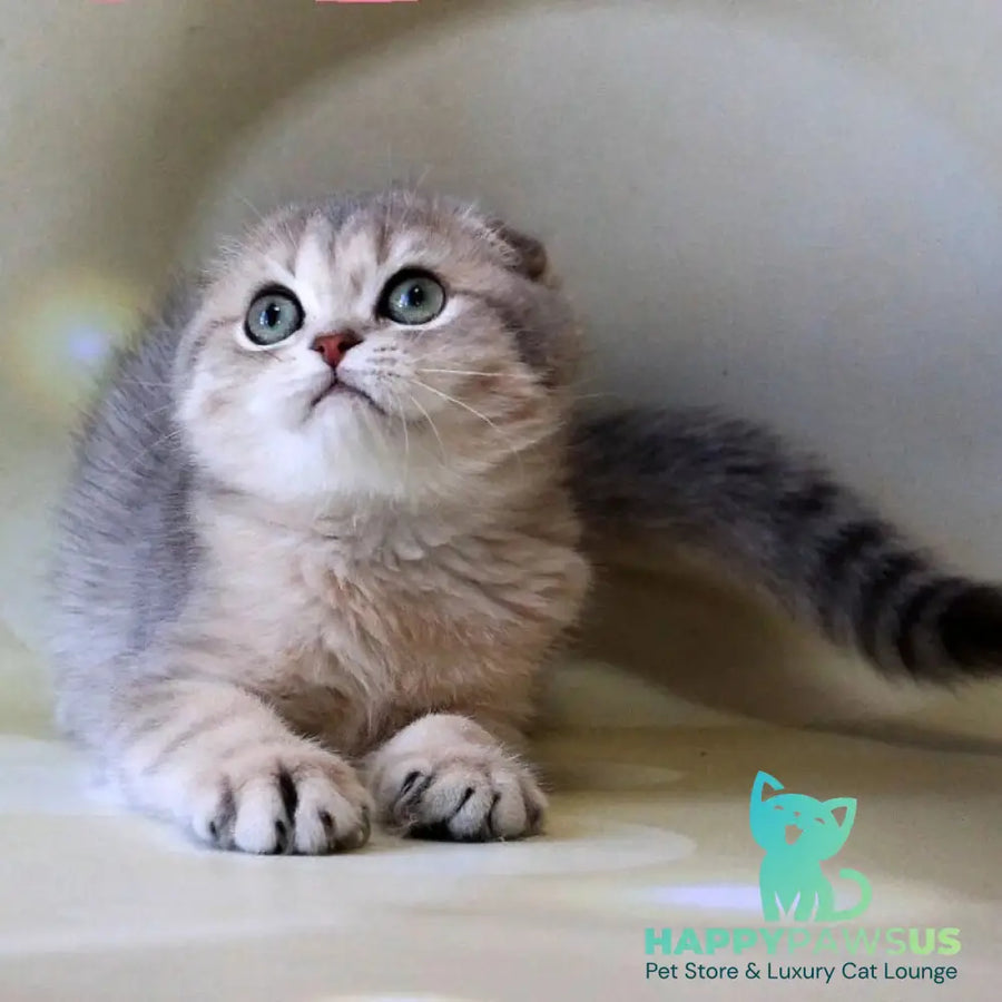 Uliana Scottish Fold female blue golden spotted tabby - live animals