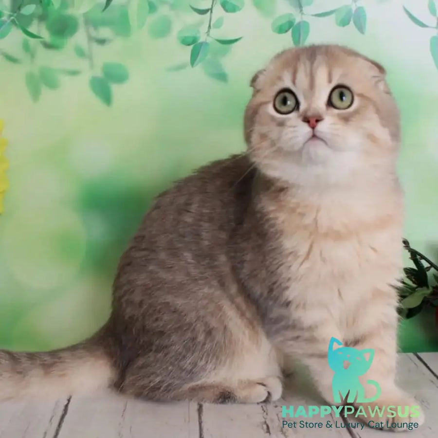 Uliana Scottish Fold female blue golden spotted tabby - live animals