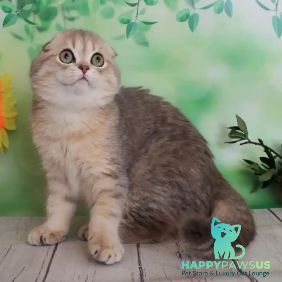 Uliana Scottish Fold female blue golden spotted tabby - live animals