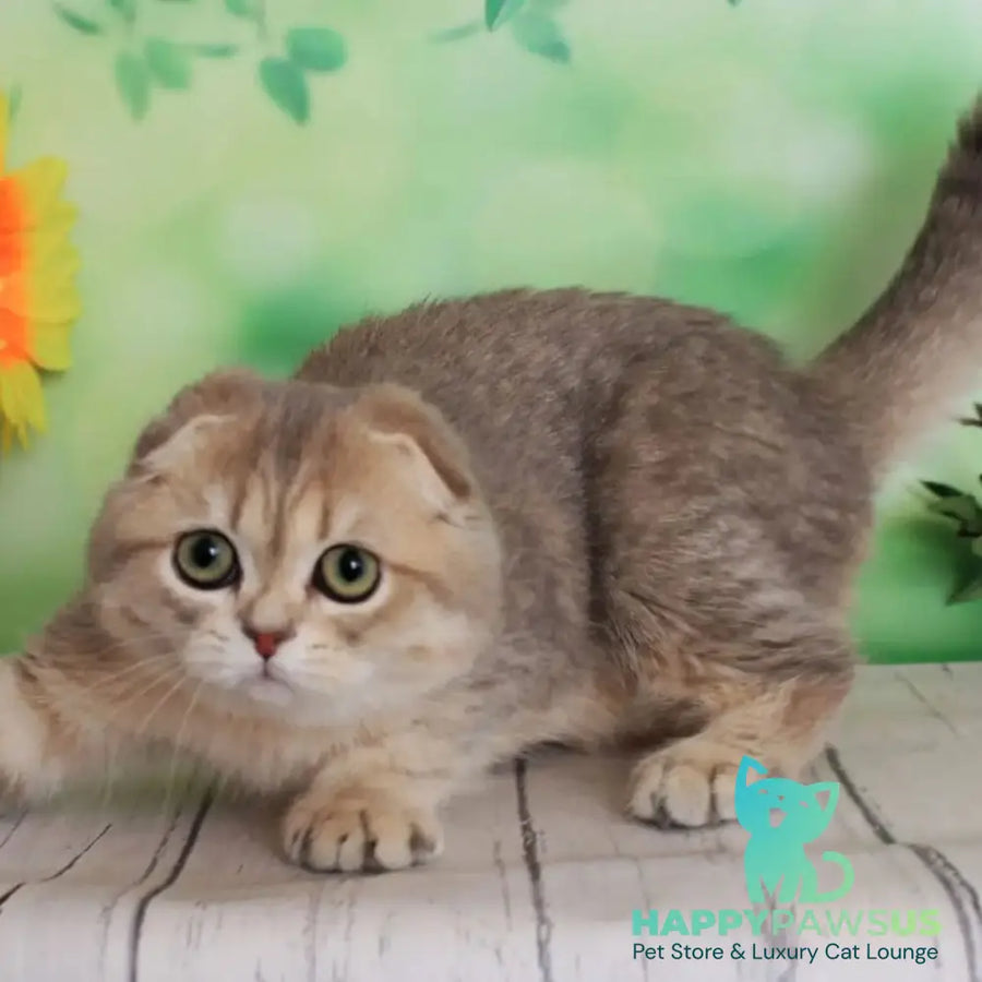 Uliana Scottish Fold female blue golden spotted tabby - live animals